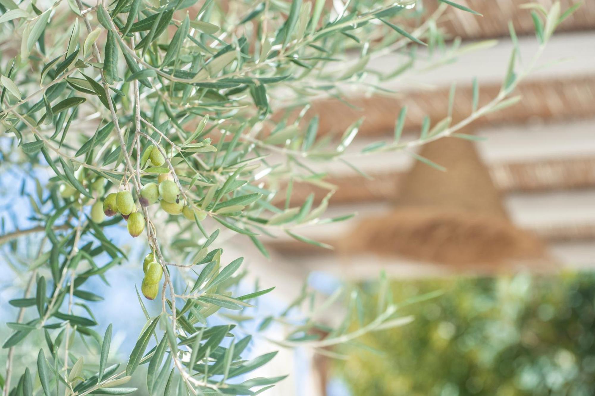 Guest house Dimora Il Mandorlo Ostuni